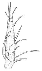Dicranoloma plurisetum, perichaetium. Drawn from A.J. Fife 8581, CHR 464928.
 Image: R.C. Wagstaff © Landcare Research 2018 